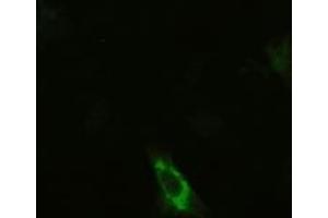 Anti-KRT19 mouse monoclonal antibody (ABIN2452360) immunofluorescent staining of HeLa cells transiently transfected by pCMV6-ENTRY KRT19 (RC209707) (Cytokeratin 19 Antikörper  (AA 240-390))