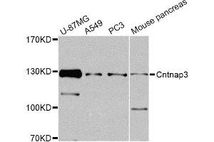 Western blot analysis of extracts of various cell lines, using Cntnap3 Antibody. (CNTNAP3 Antikörper)