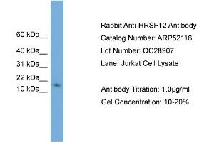 WB Suggested Anti-HRSP12  Antibody Titration: 0. (HRSP12 Antikörper  (N-Term))
