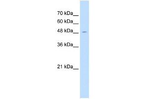 WB Suggested Anti-SEMG1 Antibody Titration:  1.