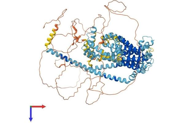 Tmc5 Protein (AA 1-1006) (His tag)