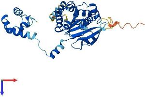 RAD51D Protein (AA 1-328) (His tag)