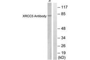 Western blot analysis of extracts from Jurkat cells, using XRCC5 Antibody. (X-Ray Repair Cross Complementing 5 (AA 683-732) Antikörper)