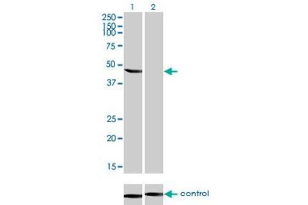 ENO3 Antikörper  (AA 228-277)