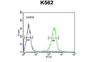 WDR49 Antibody (C-term) flow cytometric analysis of K562 cells (right histogram) compared to a negative control cell (left histogram). (WDR49 Antikörper  (C-Term))