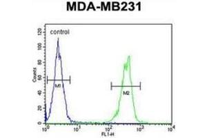 Flow cytometric analysis of MDA-MB231 cells (right histogram) compared to a negative control cell (left histogram) using CYP2A7  Antibody , followed by FITC-conjugated goat-anti-rabbit secondary antibodies. (CYP2A7 Antikörper  (Middle Region))