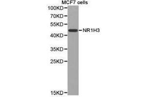 Western Blotting (WB) image for anti-Nuclear Receptor Subfamily 1, Group H, Member 3 (NR1H3) antibody (ABIN1873948) (NR1H3 Antikörper)
