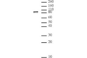 L3MBTL2 pAb tested by Western blot. (L3MBTL2 Antikörper  (AA 1-230))