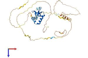 FOXL2 Protein (AA 1-376) (His tag)