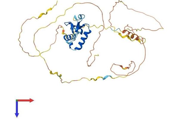 FOXL2 Protein (AA 1-376) (His tag)
