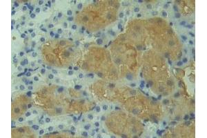 Immunohistochemistry (IHC) image for anti-3-Hydroxy-3-Methylglutaryl-CoA Synthase 1 (Soluble) (HMGCS1) (AA 1-238) antibody (ABIN7443428)