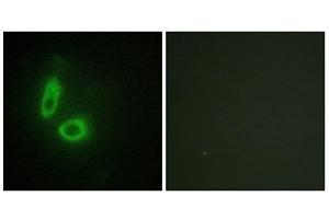 Immunofluorescence (IF) image for anti-Ephrin A1 (EFNA1) (Internal Region) antibody (ABIN1849236) (Ephrin A1 Antikörper  (Internal Region))