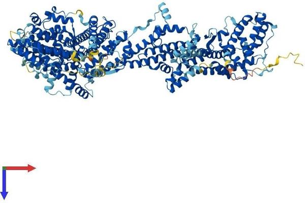 CYFIP1 Protein (AA 1-1253) (His tag)