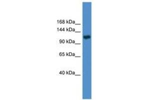 Image no. 1 for anti-Pyruvate Carboxylase (PC) (AA 981-1030) antibody (ABIN6746621)
