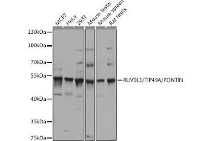 Western blot analysis of extracts of various cell lines, using RUVBL1/TIP49A/PONTIN antibody (ABIN6132606, ABIN6147318, ABIN6147320 and ABIN6218477) at 1:1000 dilution. (RUVBL1 Antikörper  (AA 1-214))