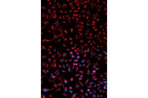 Immunofluorescence analysis of HeLa cells using DOK4 antibody (ABIN1872342). (DOK4 Antikörper)