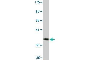 Western Blot detection against Immunogen (42. (Fission 1 Antikörper  (AA 1-152))