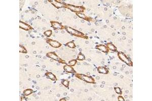 Immunohistochemistry analysis of paraffin-embedded mouse kidney using,KLHL9 (ABIN7074403) at dilution of 1: 2000