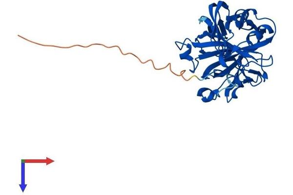 CA8 Protein (AA 1-291) (His tag)