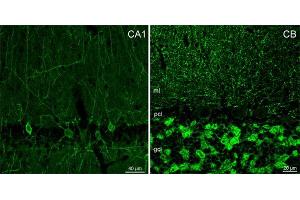 Indirect immunostaining of PFA fixed mouse brain sections (dilution 1 : 500). (GABRA1 Antikörper  (AA 28-43))