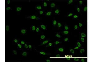 Immunofluorescence (IF) image for anti-POU Domain, Class 4, Transcription Factor 3 (POU4F3) (AA 100-190) antibody (ABIN562325)
