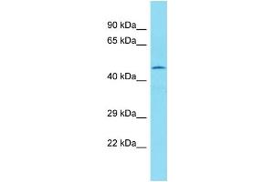 Western Blotting (WB) image for anti-Family with Sequence Similarity 154, Member B (FAM154B) (Middle Region) antibody (ABIN2791524) (FAM154B Antikörper  (Middle Region))