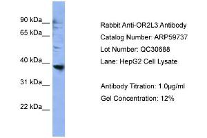 WB Suggested Anti-OR2L3  Antibody Titration: 0. (OR2L3 Antikörper  (C-Term))