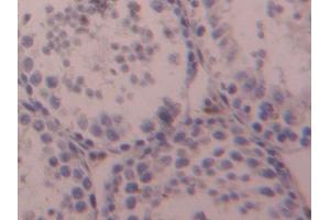 IHC-P analysis of Mouse Testis Tissue, with DAB staining. (OTUB1 Antikörper  (AA 1-271))
