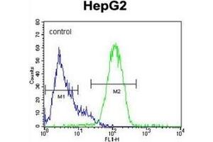 Image no. 1 for anti-Nanog Homeobox (NANOG) (AA 25-54), (N-Term) antibody (ABIN357014) (Nanog Antikörper  (N-Term))