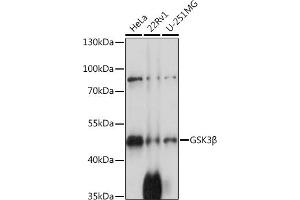 Western blot analysis of extracts of various cell lines, using GSK3β antibody  at 1:1000 dilution. (GSK3 beta Antikörper  (C-Term))