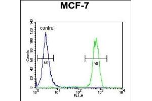 CDC37 Antibody (Center) (ABIN652914 and ABIN2842588) flow cytometric analysis of MCF-7 cells (right histogram) compared to a negative control cell (left histogram). (CDC37 Antikörper  (AA 116-144))