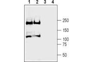 Western blot analysis of rat (lanes 1 and 3) and mouse (lanes 2 and 4) brain membranes: - 1,2. (Plexin A2 Antikörper  (Extracellular, N-Term))