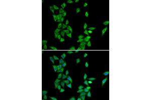 Immunofluorescence (IF) image for anti-Annexin A4 (ANXA4) antibody (ABIN1980296) (Annexin IV Antikörper)