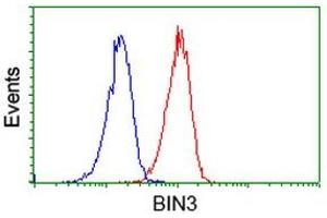 Flow cytometric Analysis of Jurkat cells, using anti-BIN3 antibody (ABIN2453900), (Red), compared to a nonspecific negative control antibody, (Blue). (BIN3 Antikörper)