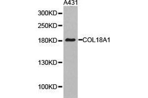 Western Blotting (WB) image for anti-Collagen, Type XVIII, alpha 1 (COL18A1) antibody (ABIN1871945) (COL18A1 Antikörper)