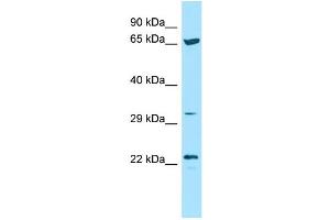 WB Suggested Anti-ICOSLG Antibody Titration: 1. (ICOSLG Antikörper  (N-Term))