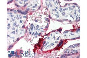 ABIN335114 (4µg/ml) staining of paraffin embedded Human Placenta. (Annexin a1 Antikörper  (C-Term))