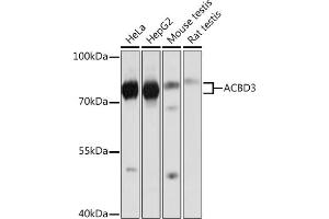 Western blot analysis of extracts of various cell lines, using  Rabbit pAb (ABIN7265416) at 1:1000 dilution. (ACBD3 Antikörper  (AA 1-160))
