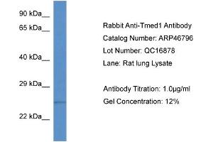 WB Suggested Anti-Tmed1 Antibody   Titration: 1. (TMED1 Antikörper  (N-Term))
