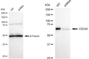 Western blotting analysis using CDC40 antibody (ABIN7798012). (Rekombinanter CDC40 Antikörper)