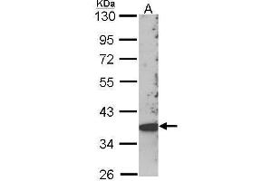 WB Image Sample (30 ug of whole cell lysate) A: Hep G2 , 10% SDS PAGE SCAP2 antibody antibody diluted at 1:1000