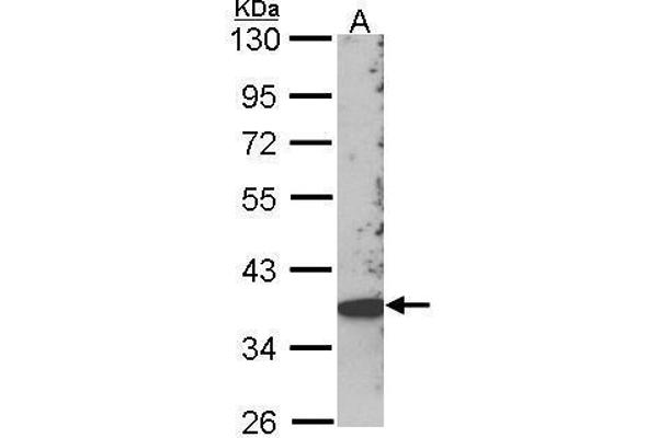 SKAP2 antibody  (C-Term)