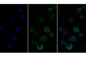 Detection of CD45 in Human THP1 cell using Polyclonal Antibody to Protein Tyrosine Phosphatase Receptor Type C (CD45) (CD45 Antikörper  (AA 193-575))
