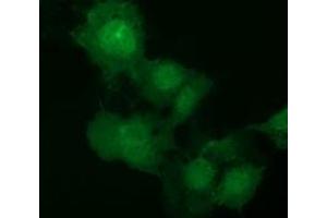 Immunofluorescence (IF) image for anti-E3 SUMO-Protein Ligase NSE2 (NSMCE2) antibody (ABIN1499527) (NSMCE2 Antikörper)