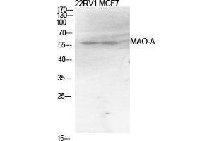 Western Blot (WB) analysis of specific cells using MAO-A Polyclonal Antibody. (Monoamine Oxidase A Antikörper  (Internal Region))