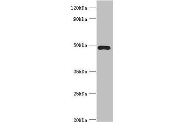 ACTR3B antibody  (AA 189-418)