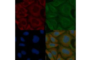 KIAA0930 Mouse Monoclonal Antibody staining Hela cells by IF/ICC. (C22orf9 Antikörper)