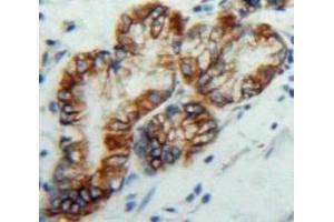 Immunohistochemistry (IHC) image for anti-Purinergic Receptor P2Y, G-Protein Coupled, 14 (P2RY14) (AA 51-303) antibody (ABIN1860114)