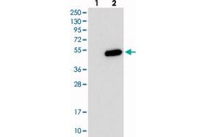 Western blot analysis of Lane 1: Negative control (vector only transfected HEK293T lysate), Lane 2: Over-expression Lysate (Co-expressed with a C-terminal myc-DDK tag (~3. (PHF13 Antikörper)