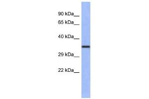WNT4 antibody used at 1 ug/ml to detect target protein. (WNT4 Antikörper  (Middle Region))